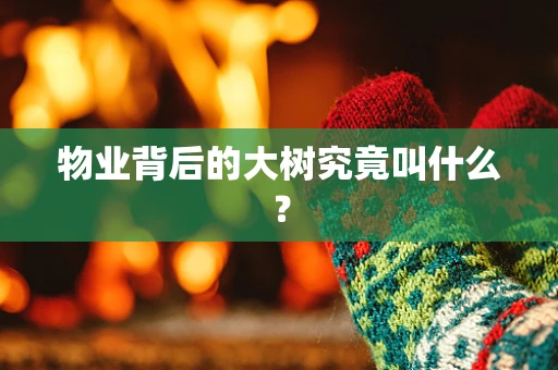 物业背后的大树究竟叫什么？